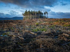 Terreno deforestado con troncos y restos; al fondo, un pequeño bosque bajo un cielo nublado y triste.