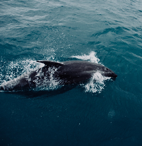 Image by Adrien Aletti