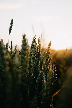 Image by Kristaps Ungurs