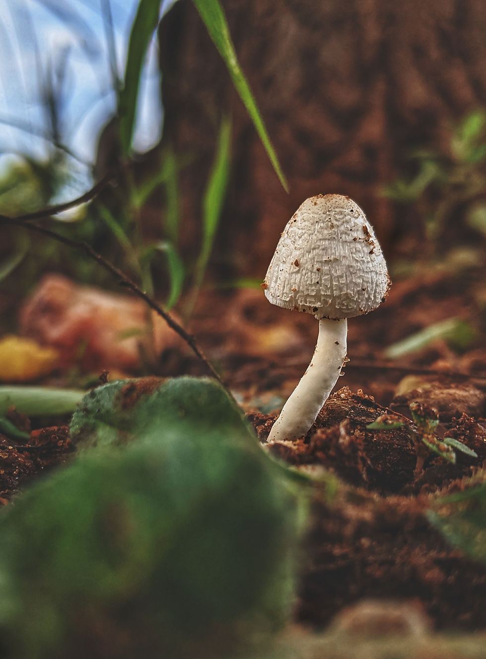 New Study: Psychedelics Effective in Treating Alcoholism