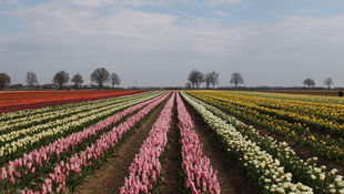 AMZN backs down / Miran met with HF's / SPX 55-5600 res levels / Wild April it was !