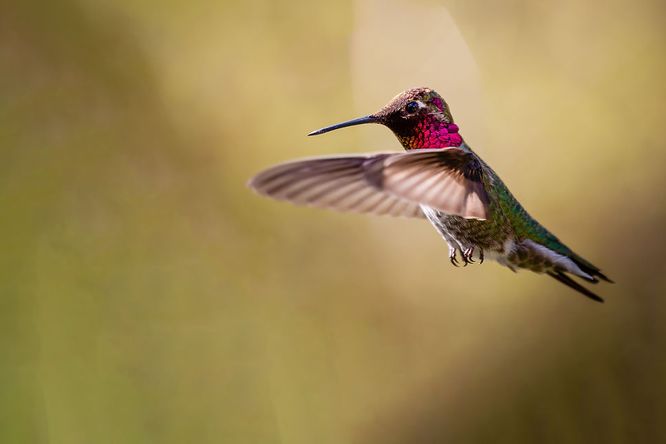 Image by Pete Nuij