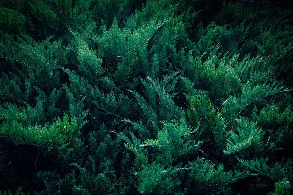 Drought Tolerant Plants for Cape Cod
