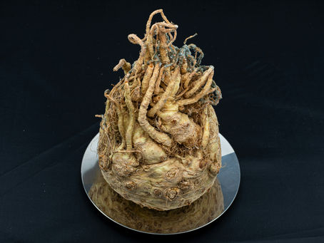 maca root