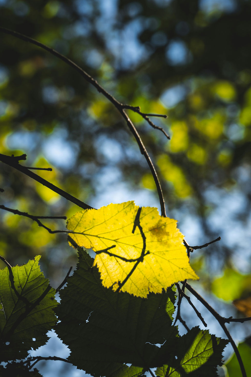 Slender branches with golden-yellow leaves beside green foliage, against a softly blurred woodland background.