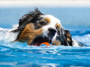 Hund im Pool