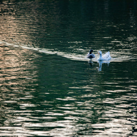 🌬️🪶 Best Bird Feeders for Windy Lakeside Properties