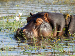 How to Book Cheap Safari Tanzania | Bruno African Safari