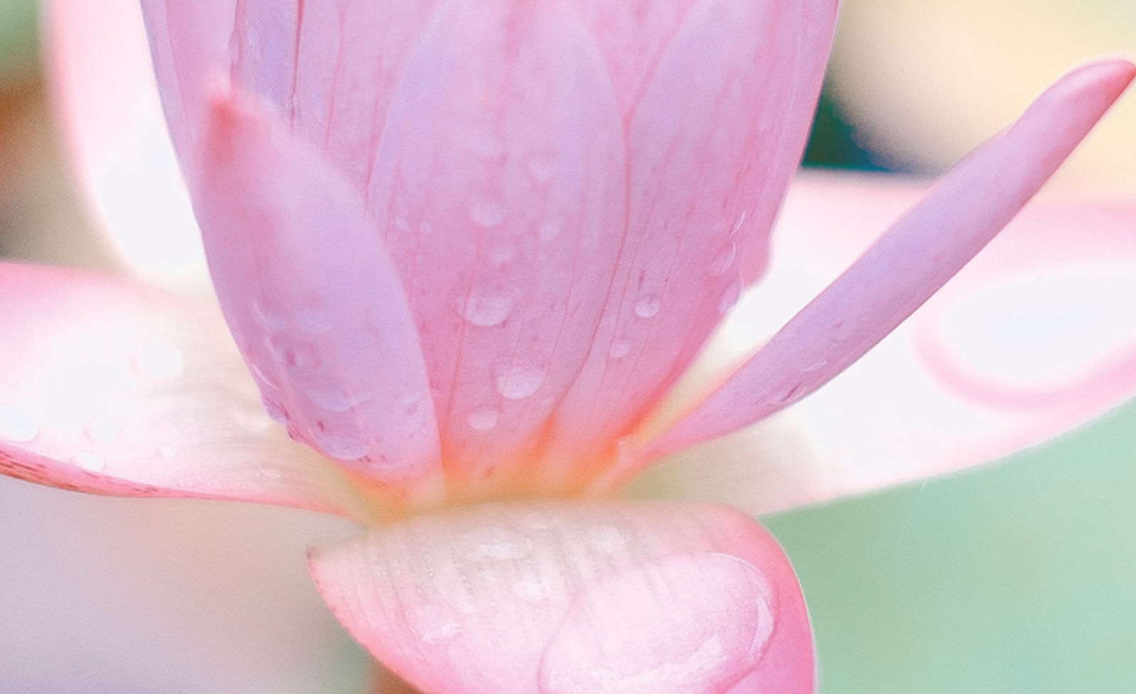 Image de Saffu