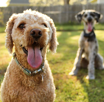 two dogs sitting happy