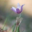 Image by Maksym Diachenko