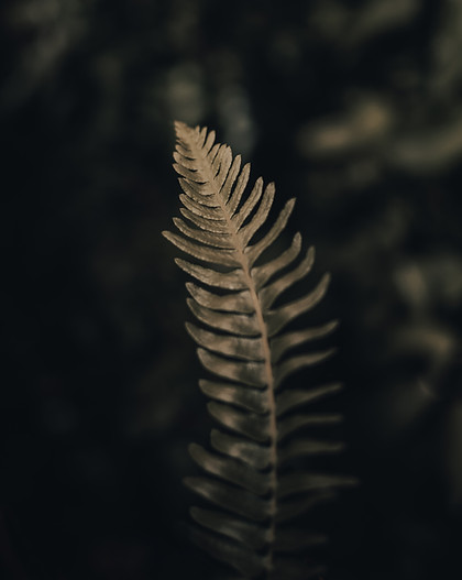 Image by gaspar manuel zaldo