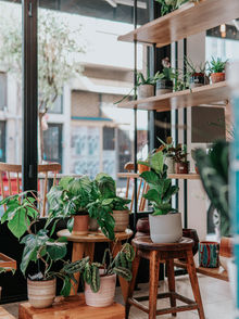 The Benefits of House Plants