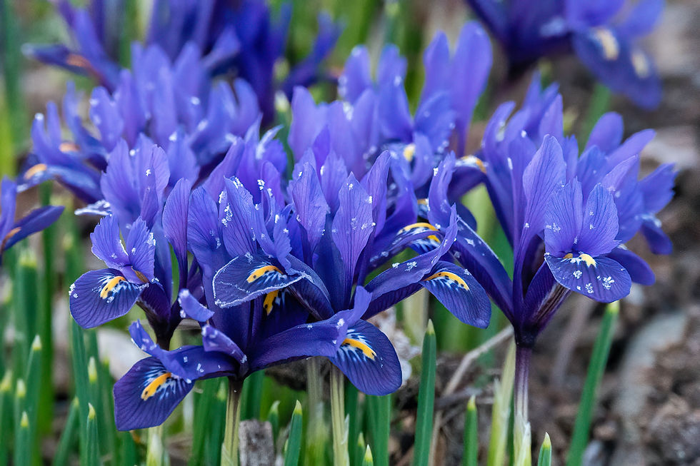 gardening flowers