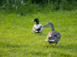 Two ducks waddling across a field, one following the other