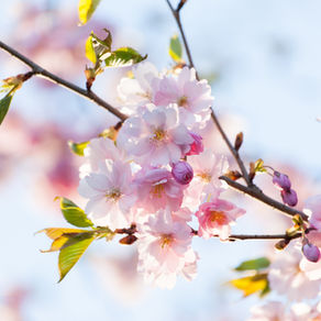 Joe Ann Gipson Rasnake 