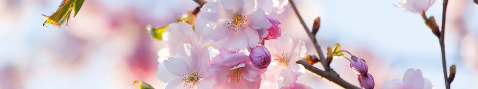 Spring Semester 2026 - Individual 30 min