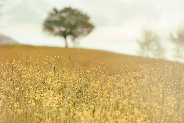 Image by Silvestri Matteo