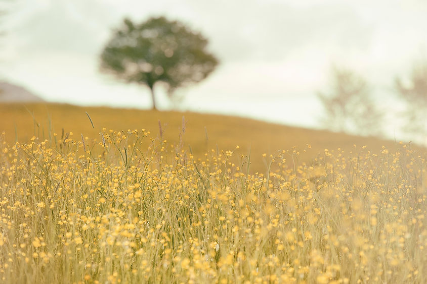 Image by Silvestri Matteo
