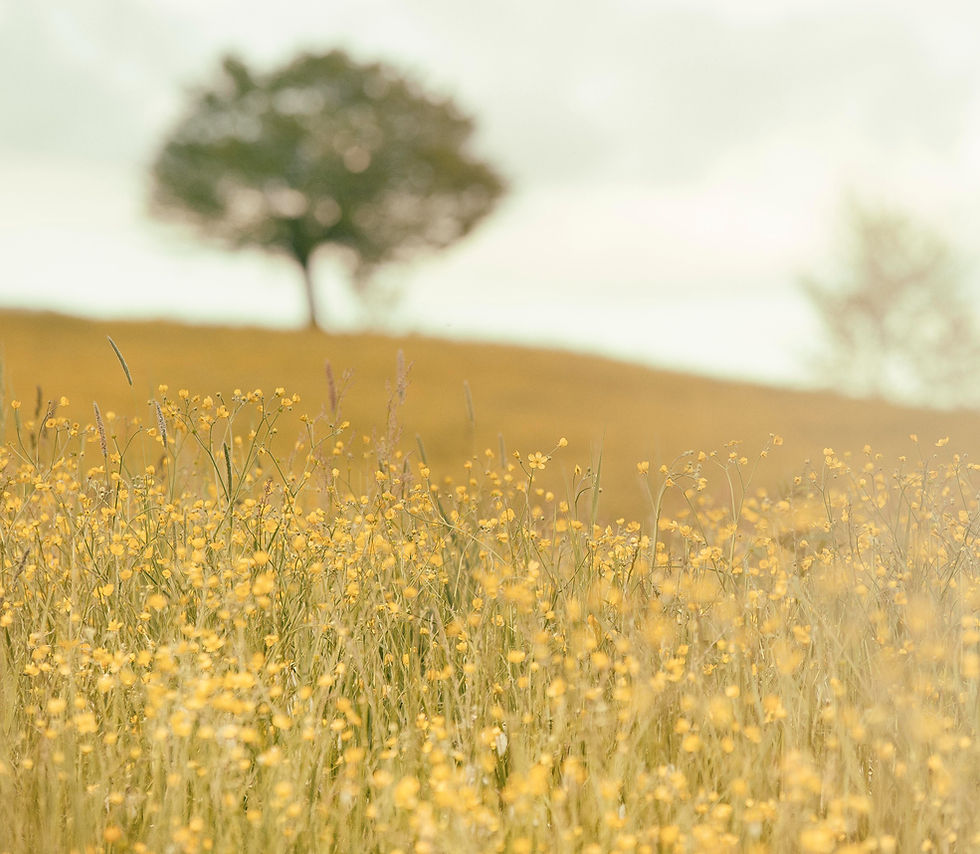 Image by Silvestri Matteo
