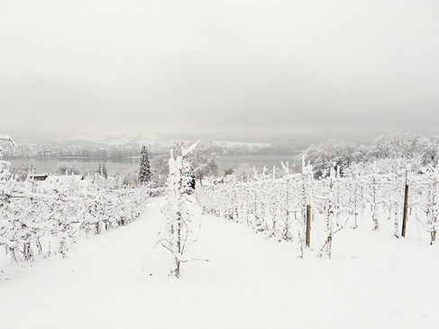 Image by Birgit Steven-Lahno