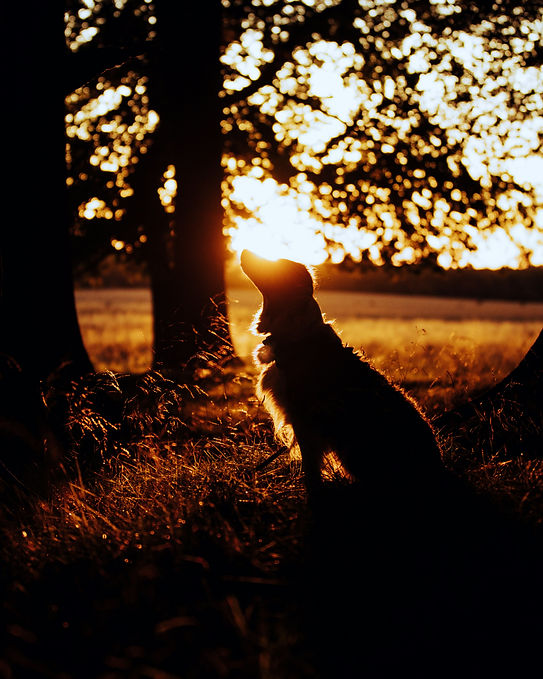 Image by Kasper Rasmussen