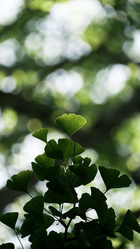Image by Sora Sagano