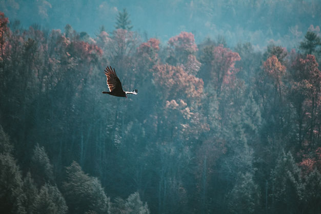 Image by Sean Foster