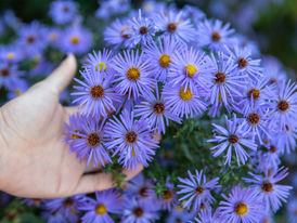 Traga tua atenção para o agora, neste momento, à sua respiração consciente