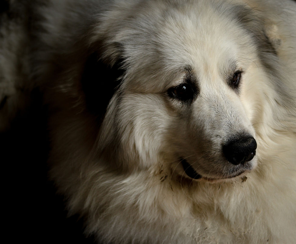 Canine Combination Vaccine