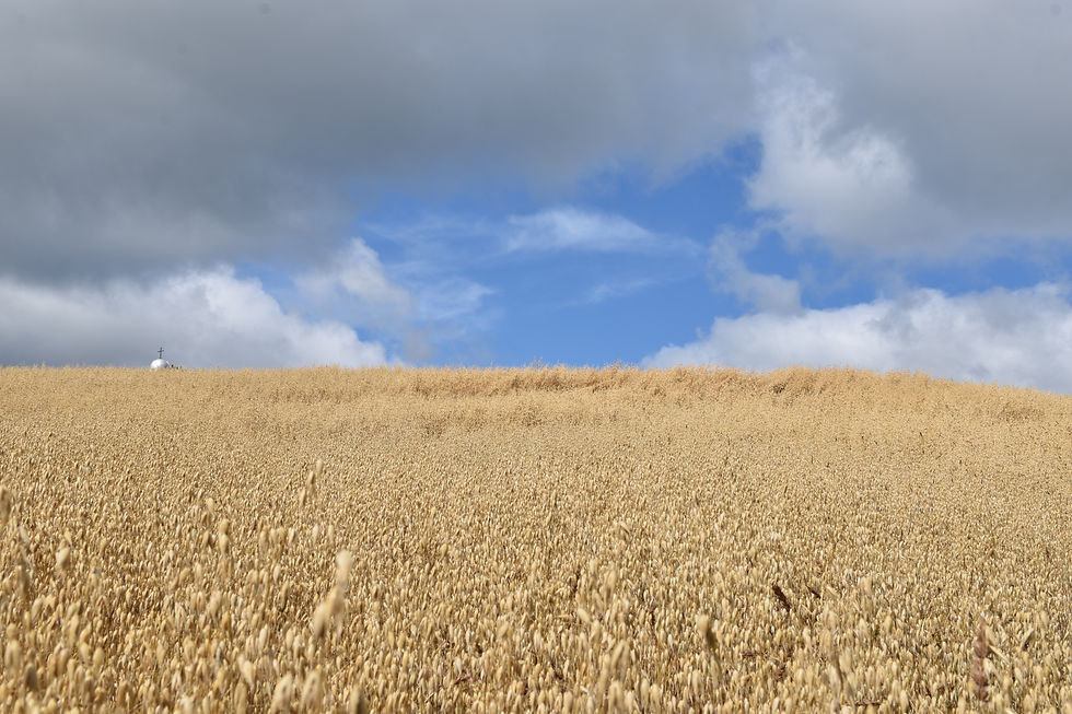 The Real GOAT…The OAT: Oats and Glyphosate, how to only absorb the health benefits