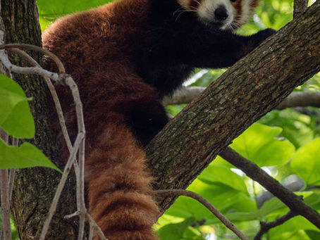Red panda curled up on wooden logs, resting peacefully. Its fur is vibrant red with white markings, set against a natural background.