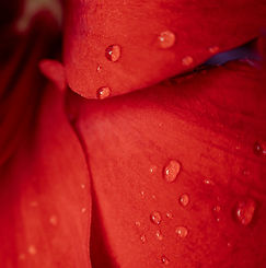 Image by Joshua Carl