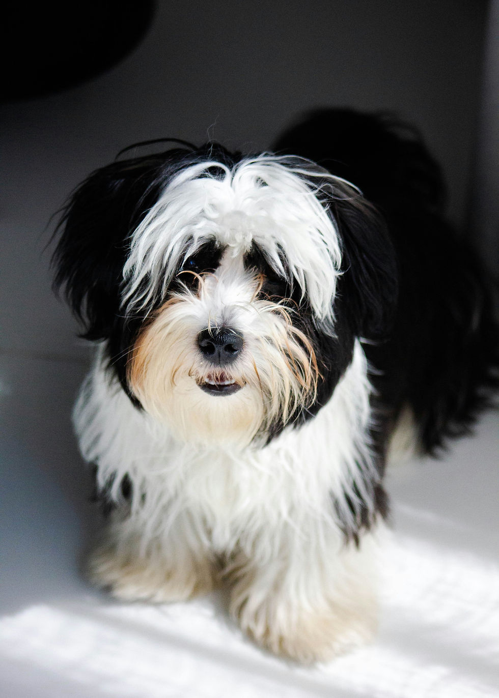 havanese puppy for sale