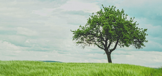 Image by Johann Siemens