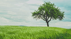 Image by Johann Siemens