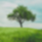 Tree image