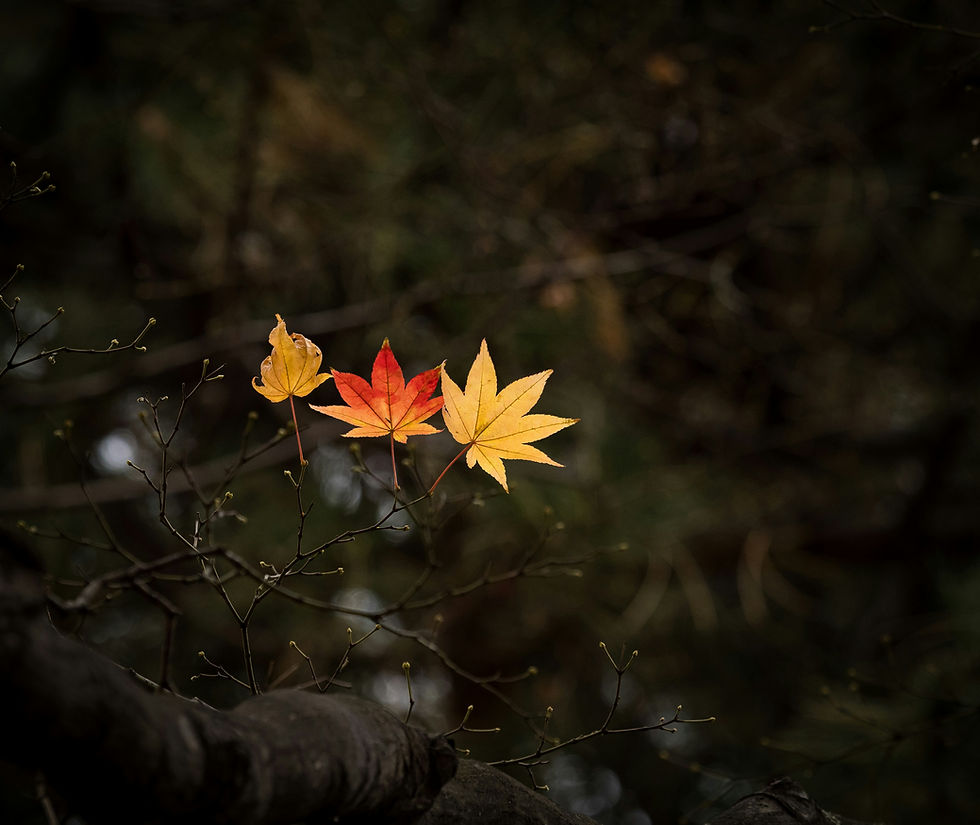 2026 Sept-Nov: Personal Retreats and Residencies [ Autumn ]