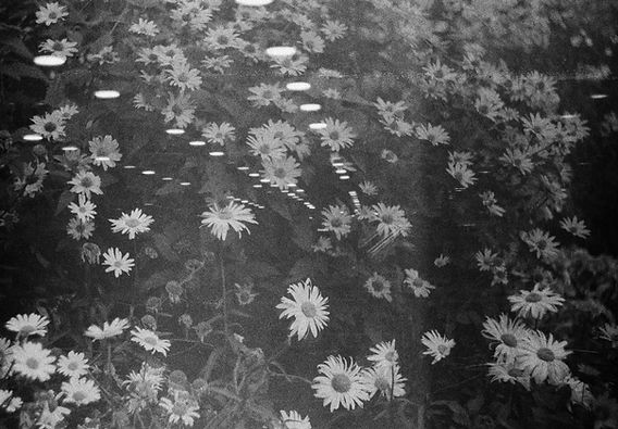 Image by Margaret Kester