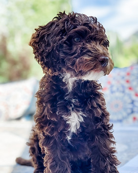 Image by Anjuli Anjuli