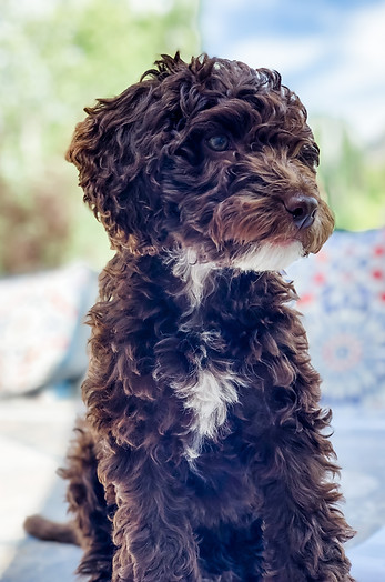 curly puppy, brown and white pup, labradoodle, groodle, double doodle, labragroodle, brisbane puppies