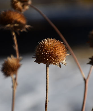 ammi visnaga yağı