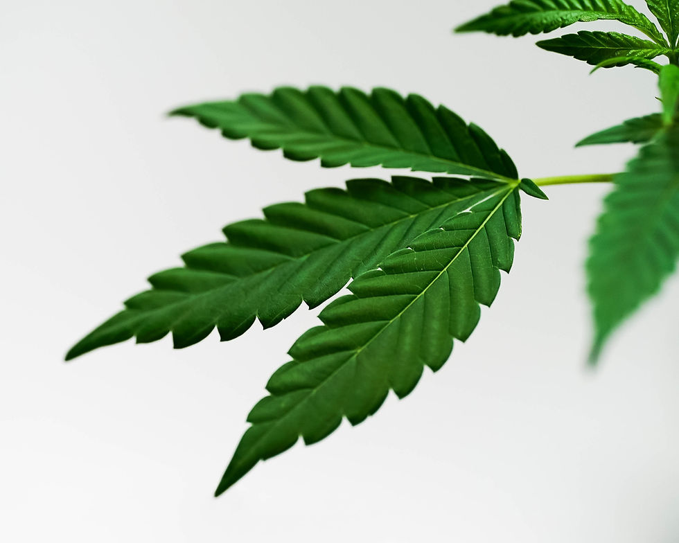 Three small green leaves on a cannabis plant