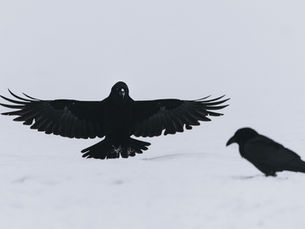 🧠 How Email Trained a Raven