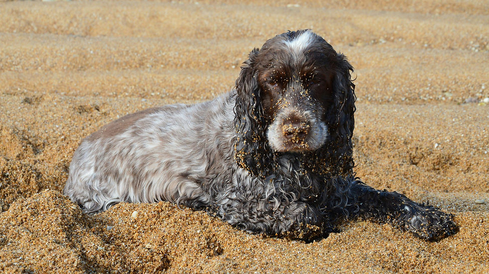 Cocker Spaniel in Hundebetreuung Hundebetreuung Männedorf 8708 Hundesitter Männedorf 8708 Hundesitter Stäfa 8712 Hundebetreuer in der Nähe Hundebetreuung in der Nähe Hundebetreuer in Männedorf 8708 Hundebetreuer in Stäfa 8712 Familiäre Hundepension Hundebetreuung mit Abholung in Stäfa und Männedorf Welpenbetreuung Oetwil am See Beste Hundepension Männedorf Beste Hundepension Stäfa Dogsitter Stäfa 8712 Dogsitter Männedorf 8708 Dogsitter Uetikon am See 8707 Hundebetreuung Hundesitter Uetikon am See 8707 Betreuung Hund Oetwil am See