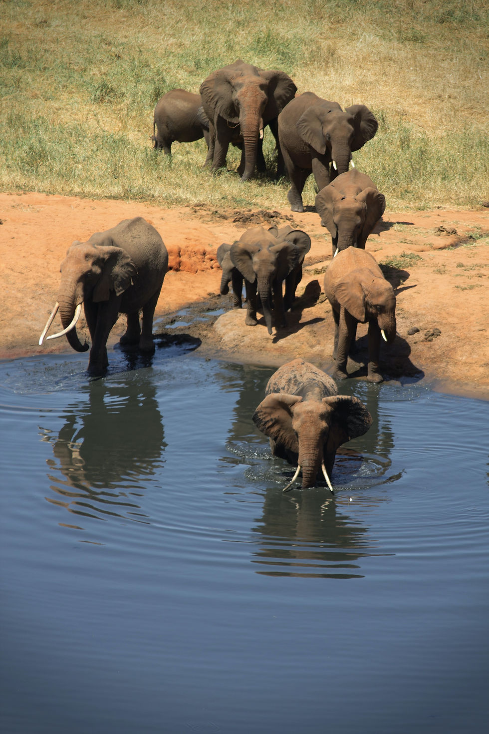 What Is A Group Of Elephants Called?