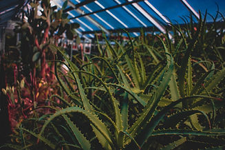 Aloe Vera grown in greenhouse. Ours grow naturaly.