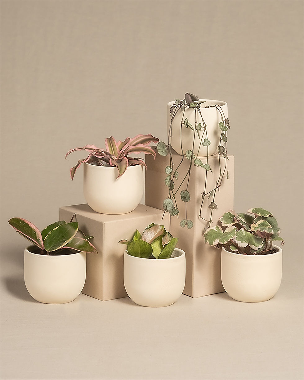 Indoor plant bundles for home  Indoor plant bundles for office  Easy-care indoor plant set  Air-purifying plant bundle