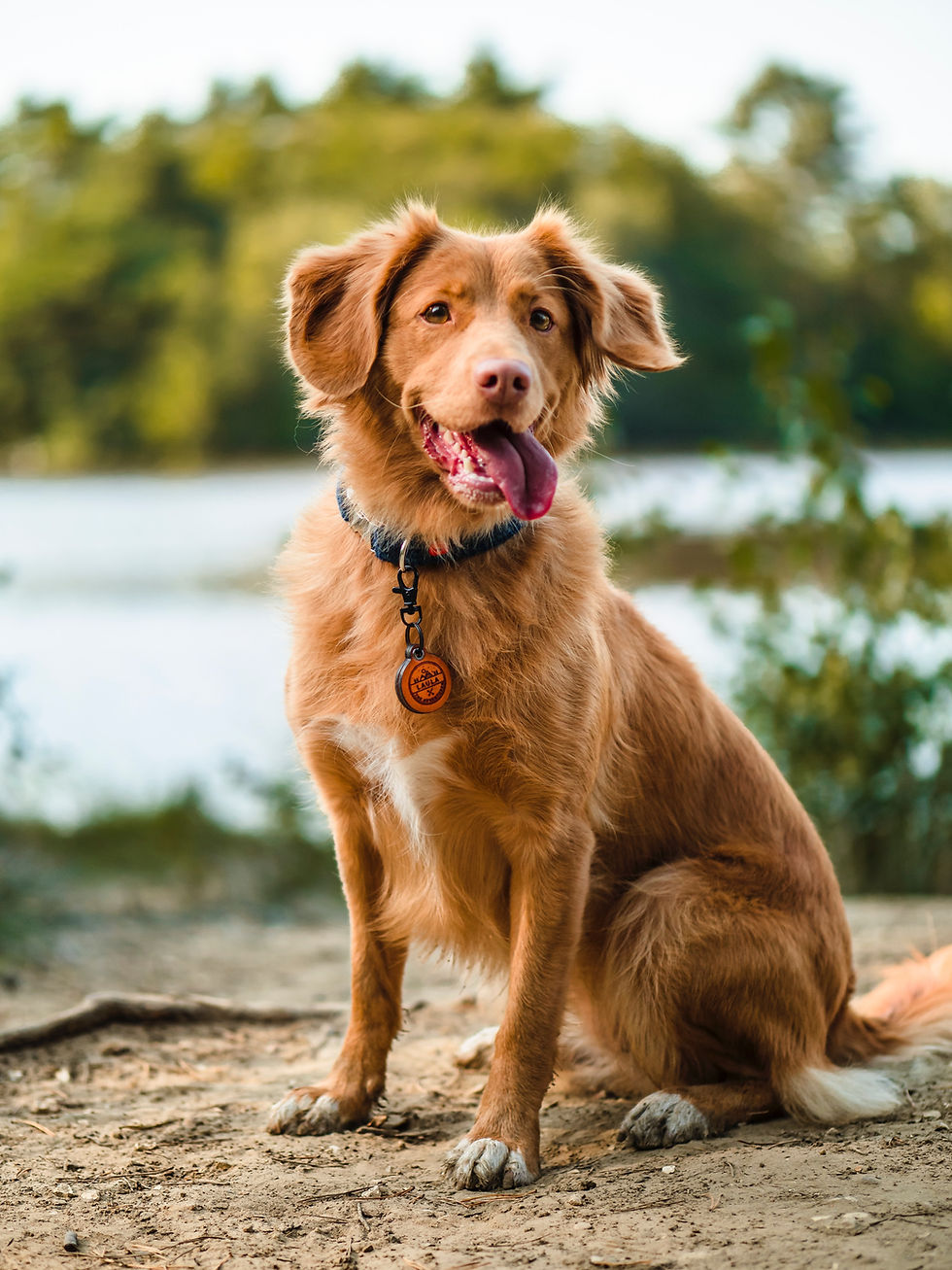 dog