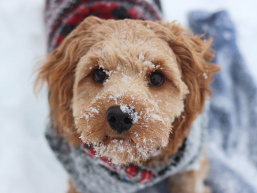 A brown dog in gray sweater with snow on face and background.